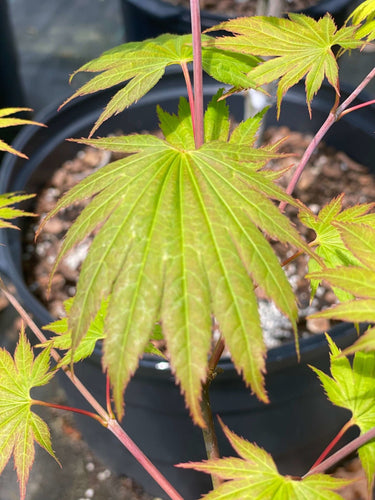 Acer shirasawanum '6910' - mapleridgenursery
